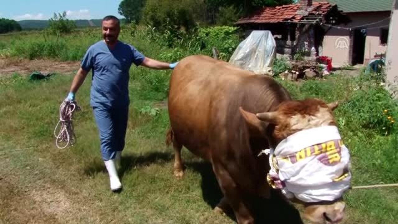 Rueff tekniği ile "kazasız" kurban kesimi