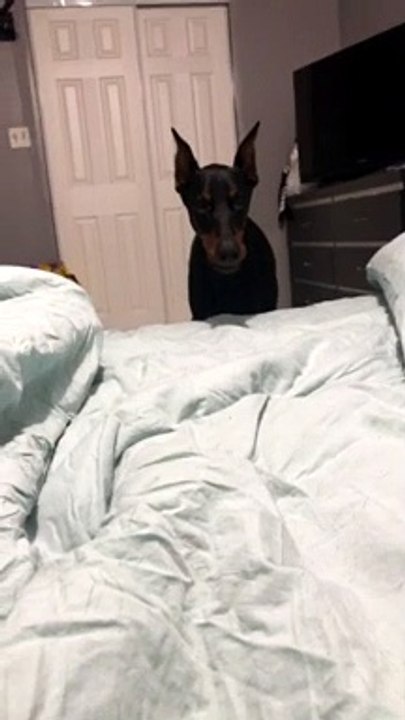 Very Vocal Doberman Talks Back