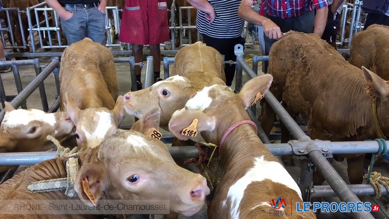 marché aux veaux de Saint-laurent-de-Chamousset