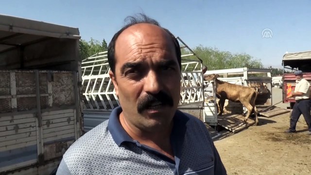Doğu'da kurban pazarlarında hareketlilik sürüyor - IĞDIR