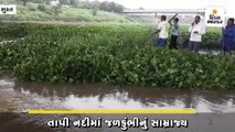 તાપી નદીમાં જળકુંભીનું સામ્રાજ્ય, રાંદેરના ખલાસીઓએ સફાઈ અભિયાન હાથ ધર્યું