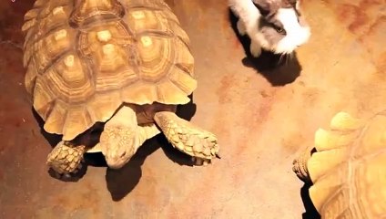 강릉출장안마 -후불100%ョOiOE2997E5327｛카톡LTE13｝ 강릉전지역출장안마 강릉오피걸 강릉출장마사지 강릉안마 강릉출장마사지 강릉콜걸샵∋≑∡
