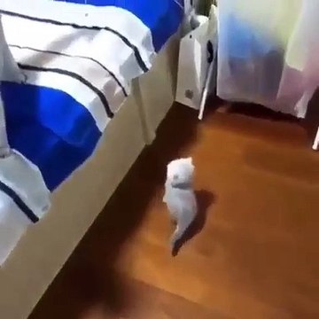 Regardez comment ce chaton tente tant bien que mal de monter son lit !