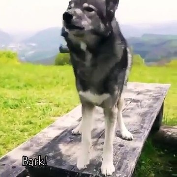 Ce loup a d'incroyables talents d'acrobates. Admirez !