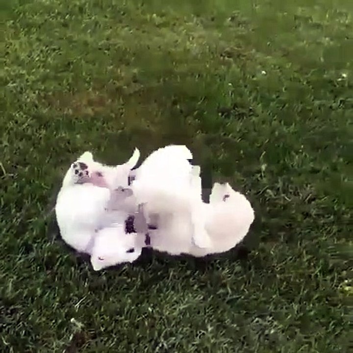 Quand trois petits chiots tout beaux jouent ensemble. Vous allez fondre !