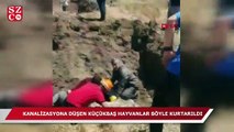 Kanalizasyona düşen küçükbaş hayvanlar kurtarıldı