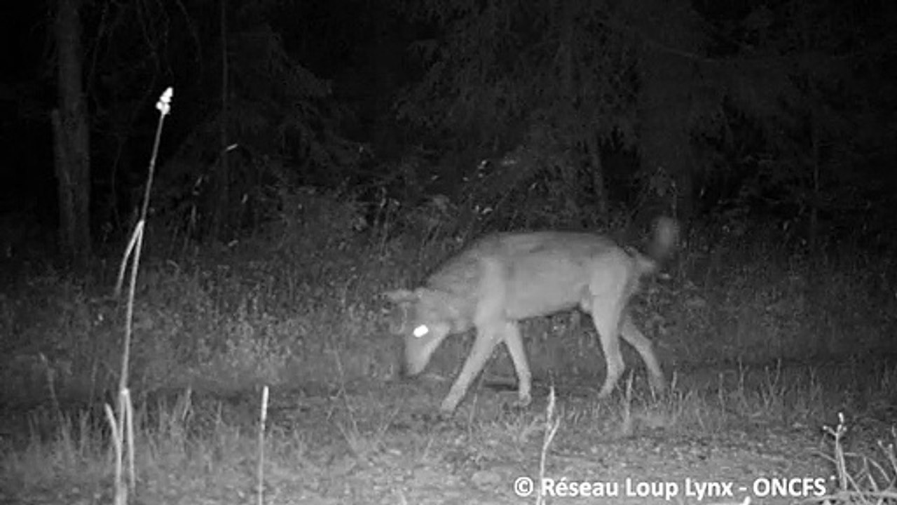 Un loup filmé près de Chaux-Neuve dans le Haut-Doubs