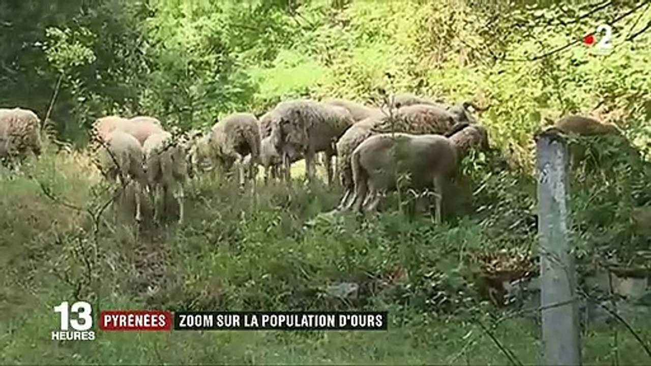 Ours dans les Pyrénées : les élus les jugent trop nombreux dans la région
