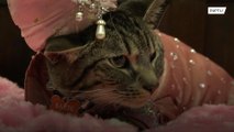 Благотворительный показ кошачьей моды состоялся в Нью-Йорке