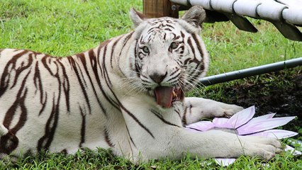 Summer Fun With BIG Cats