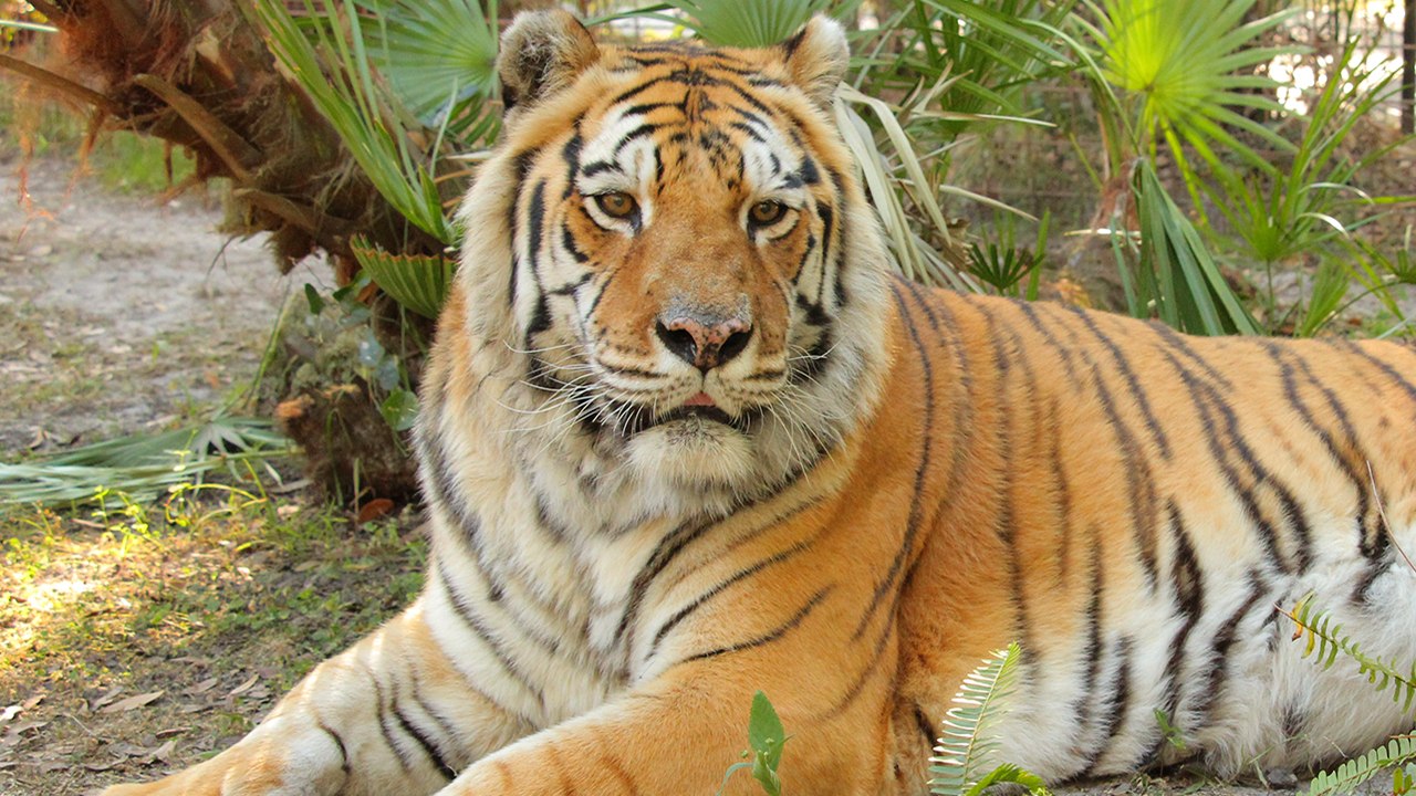 It's Tiger Day!