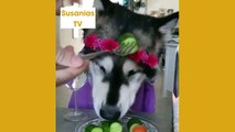 Best friends animal TV:Alaskan wolfdogs can be so well behaved