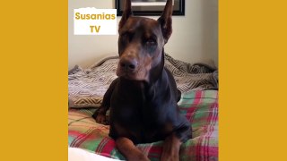 Best friends animal TV: Cant find a better guard dog than this doberman