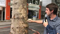 Nantes. Deux platanes malades à Talensac : dix-huit arbres abattus
