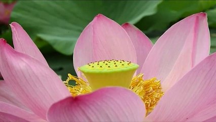 Озеро лотосов