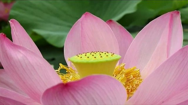 Озеро лотосов