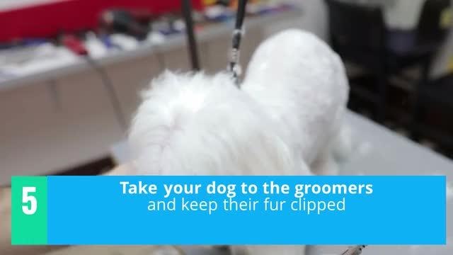 Advice for dog owners during warm weather