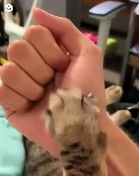 Cette chatte et sa maman ont un petit tour à vous montrer. Admirez !