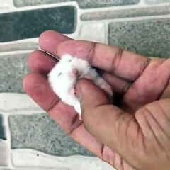 Ce bébé hamster adore les chatouilles. Trop cute !