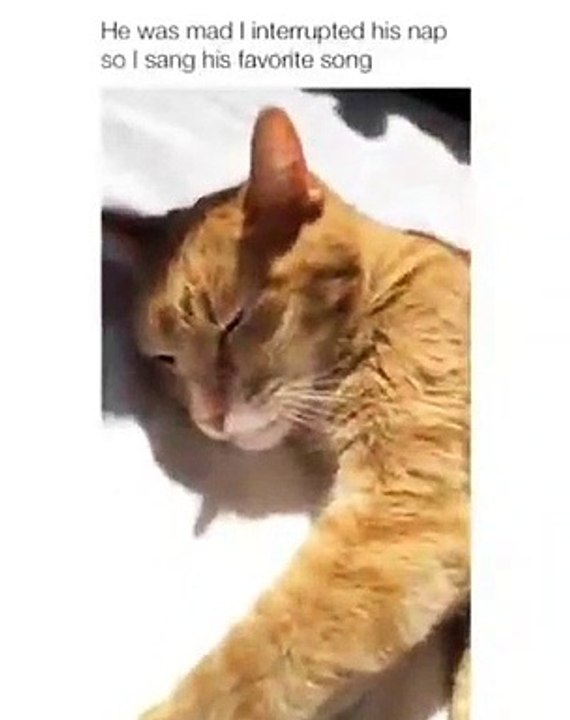 Ce chat n’est pas content qu’on l’ait réveillé. Observez ce qu’il fait !