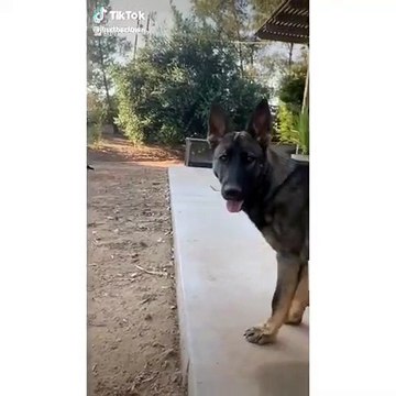 Cette chienne est le meilleur ami d’un oiseau orphelin. Émouvant !