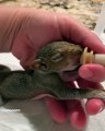 Ces mignons bébés écureuils se nourrissent du biberon après la mort de leur mère. Essayez de ne pas pleurer !
