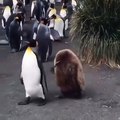 Observez la différence entre ces deux magnifiques pingouins. Superbe !