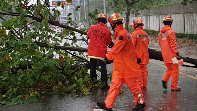부산 사하구서 가로수 쓰러져... 폭우 영향 / YTN