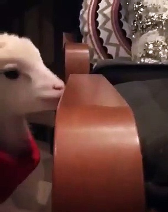 Cet agneau essaye de manger du bois. Hilarant !