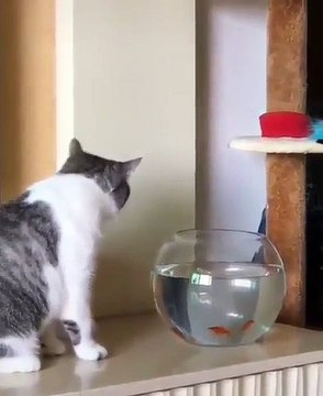 Ce chat se fait attaquer par un poisson en colère. Incroyable !