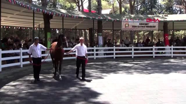 Safkan Arap taylarından 3.5 TL gelir elde edildi