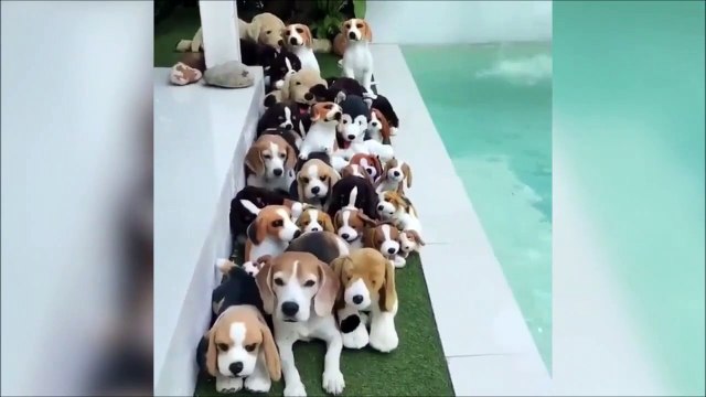 Arriverez-vous à trouver les chiens parmi ces peluches...