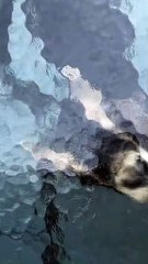 Goat Learns About Glass Ceiling