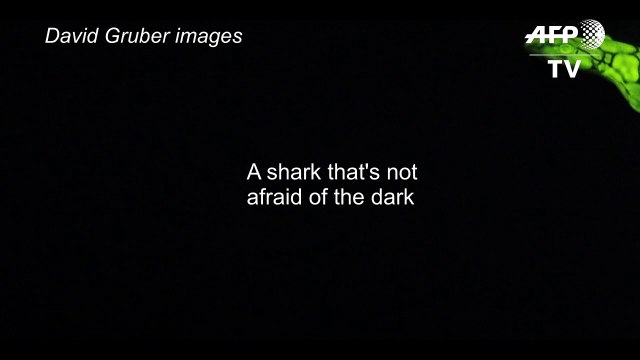 Mysteries of the deep: how some sharks glow green in the dark