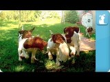 Puppy Love - German Shorthaired Pointers