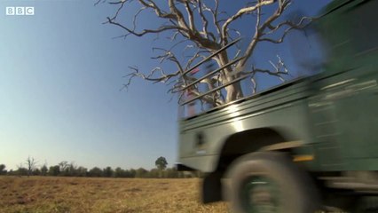 Baby Elephant meets Elephant Clans - The Long Walk Home - BBC Earth