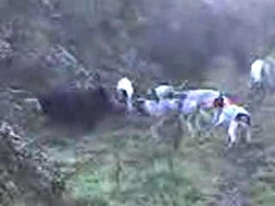 Video chasse