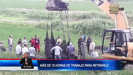 Rescataron con éxito a elefante marino