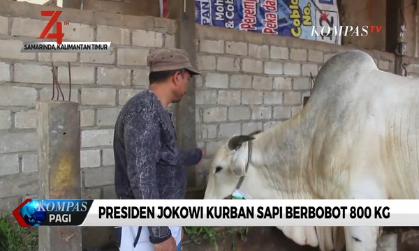 Presiden Jokowi Kurban Sapi Berbobot 800 Kg di Samarinda