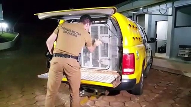 Mulher é detida com 10 quilos de maconha que seriam entregues em Cascavel