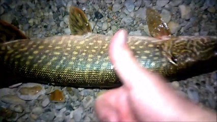 Download Video: MCH 152 NICE CATCH NIGHT FISHING GLENIFFER LAKE ALBERTA CANADA.GOTTA TO CATCH THEM ALL.