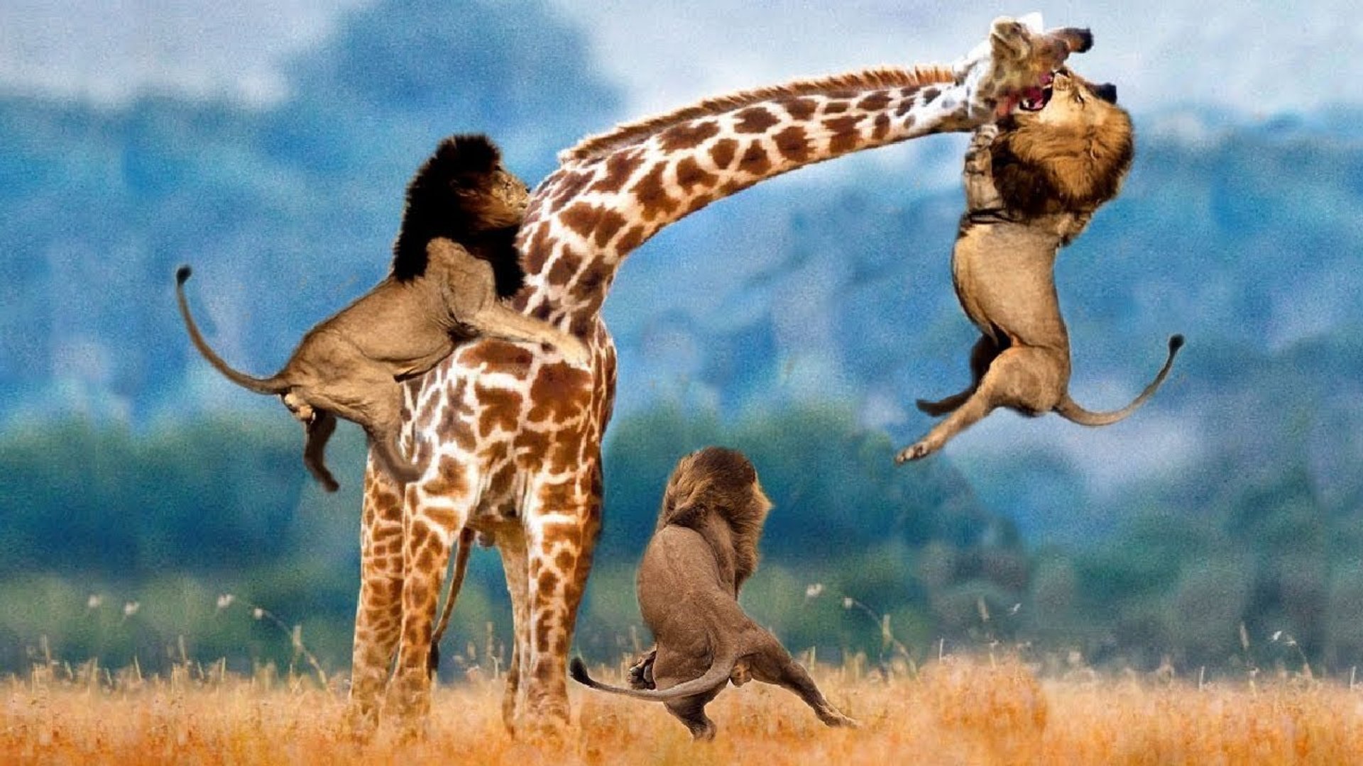 Dangerous wild animals. Жираф и Лев. Нападение диких животных. Львы нападают на жирафа. Охота Льва на жирафа.