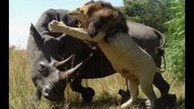 Lion vs Rhino  - Buffalo vs Rhino -  Real Fight Wild Animal Attacks