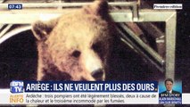 Une centaine de maires de l'Ariège réclament la disparition de l'ours dans les Pyrénées