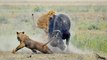 Lion vs Buffalo - Lion vs Zebra Real Fight - Lion vs Anaconda - Most Amazing Wild Animals Attacks