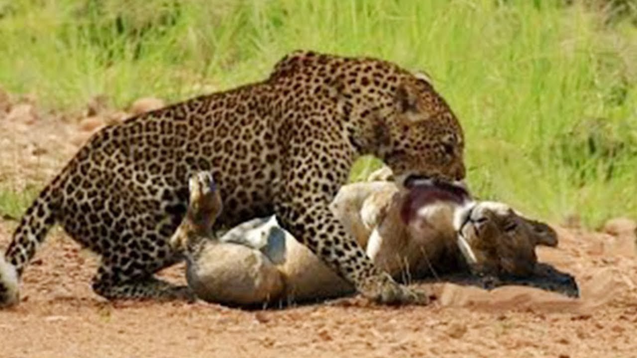 LİON vs CHEETAH Real Fight - Most Amazing Wild Animal Attacks - video