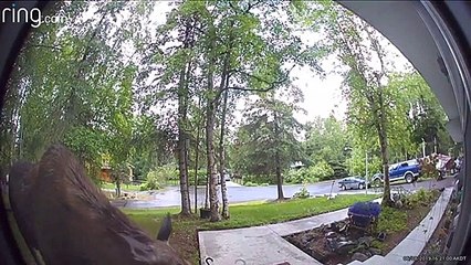 Moose Munching on Porch Flowers