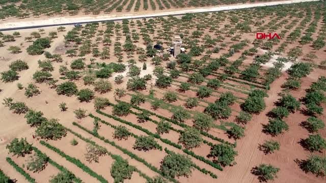 GAZİANTEP Antep fıstığı için gece gündüz silahlı nöbet