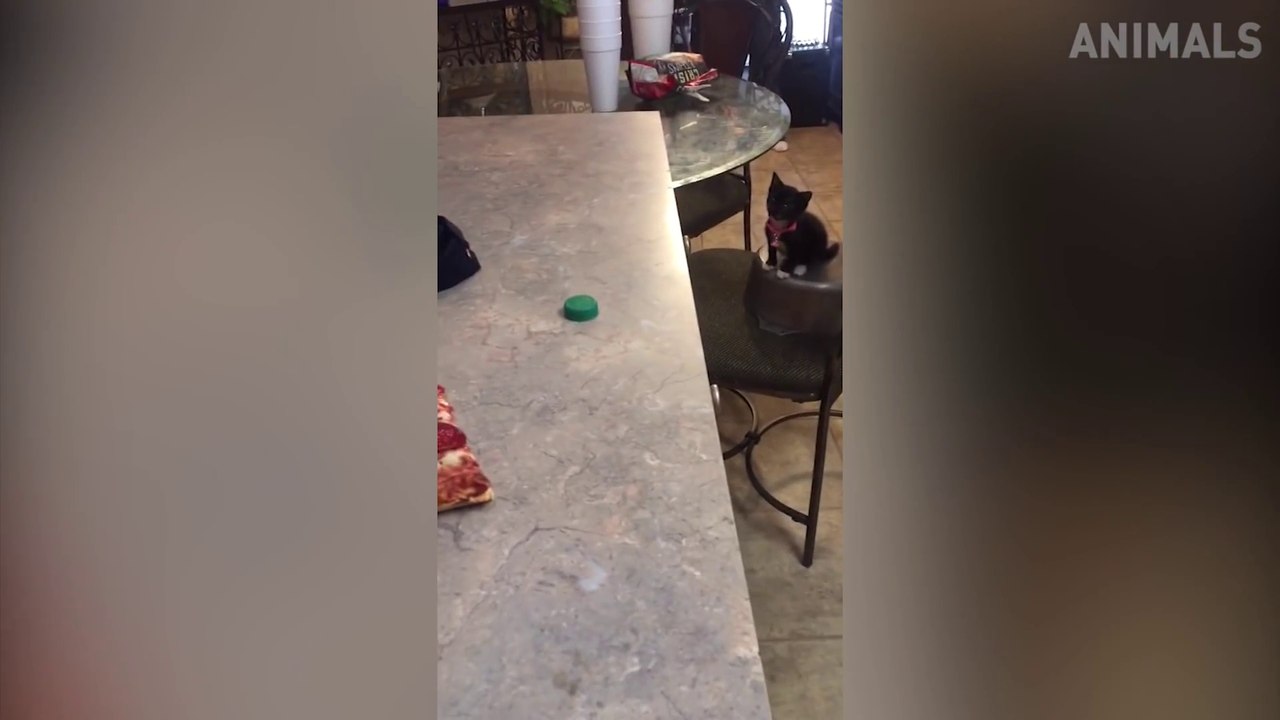 Try Not To Laugh Cat Compilation Part#1