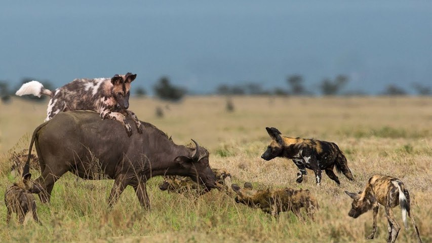 African Wild Dog Hunt Buffalo - Wild Dog Attack Animal - video Dailymotion